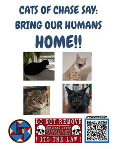 Cats_of_Chase_say_Bring_Our_Humans_Home.png