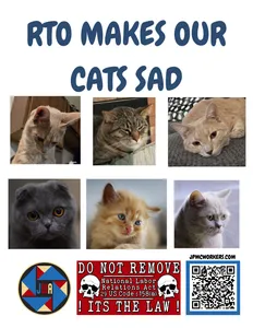 sad cats.png